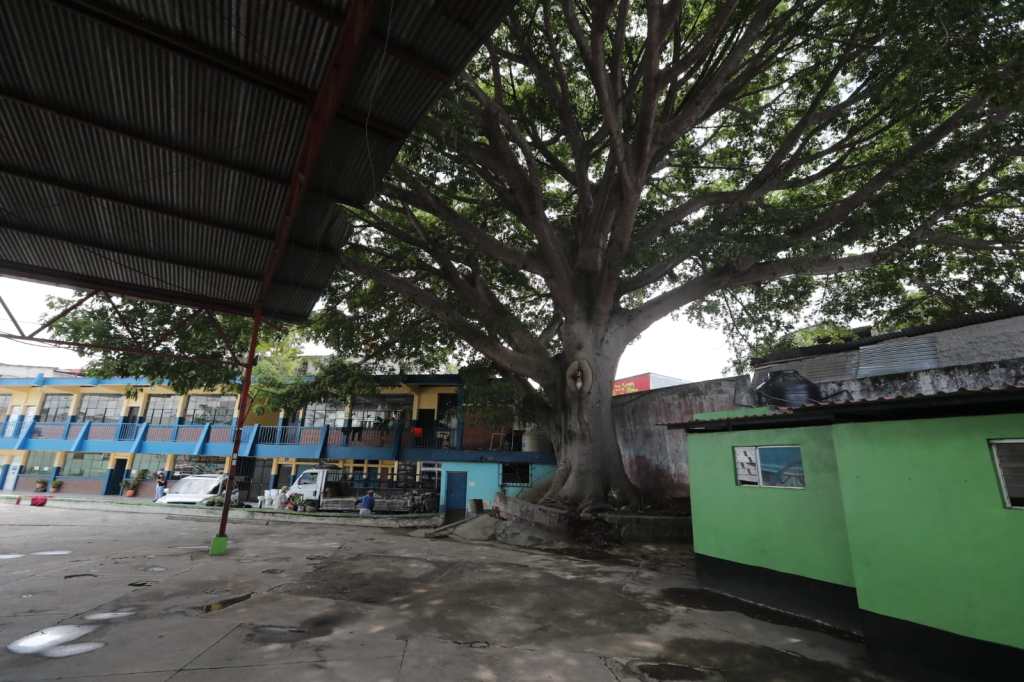 Ceiba afecta escuela en zona 1