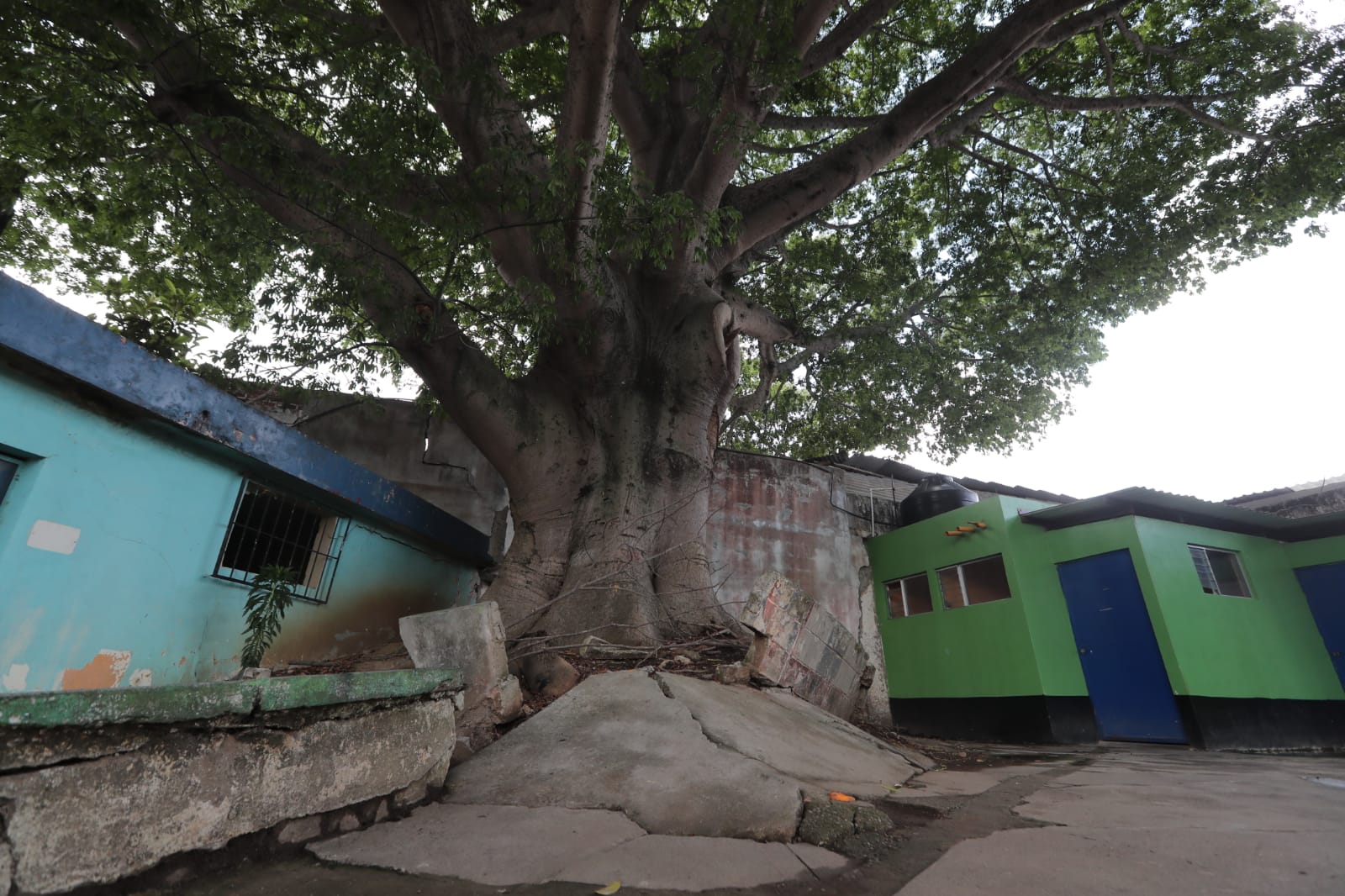 “Las raíces han levantado el pavimento”: el caso de la escuela que es afectada por una ceiba en la zona 1