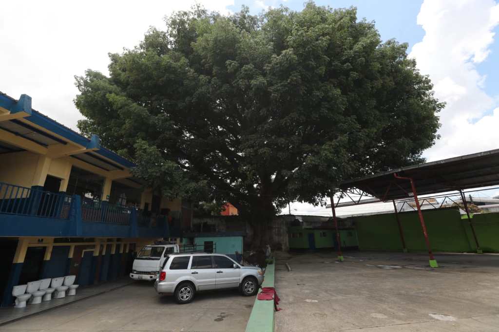 Ceiba en escuela de la zona 1