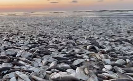 Miles de peces muertos: las explicaciones de las autoridades acerca del inesperado suceso ocurrido en una playa de Texas