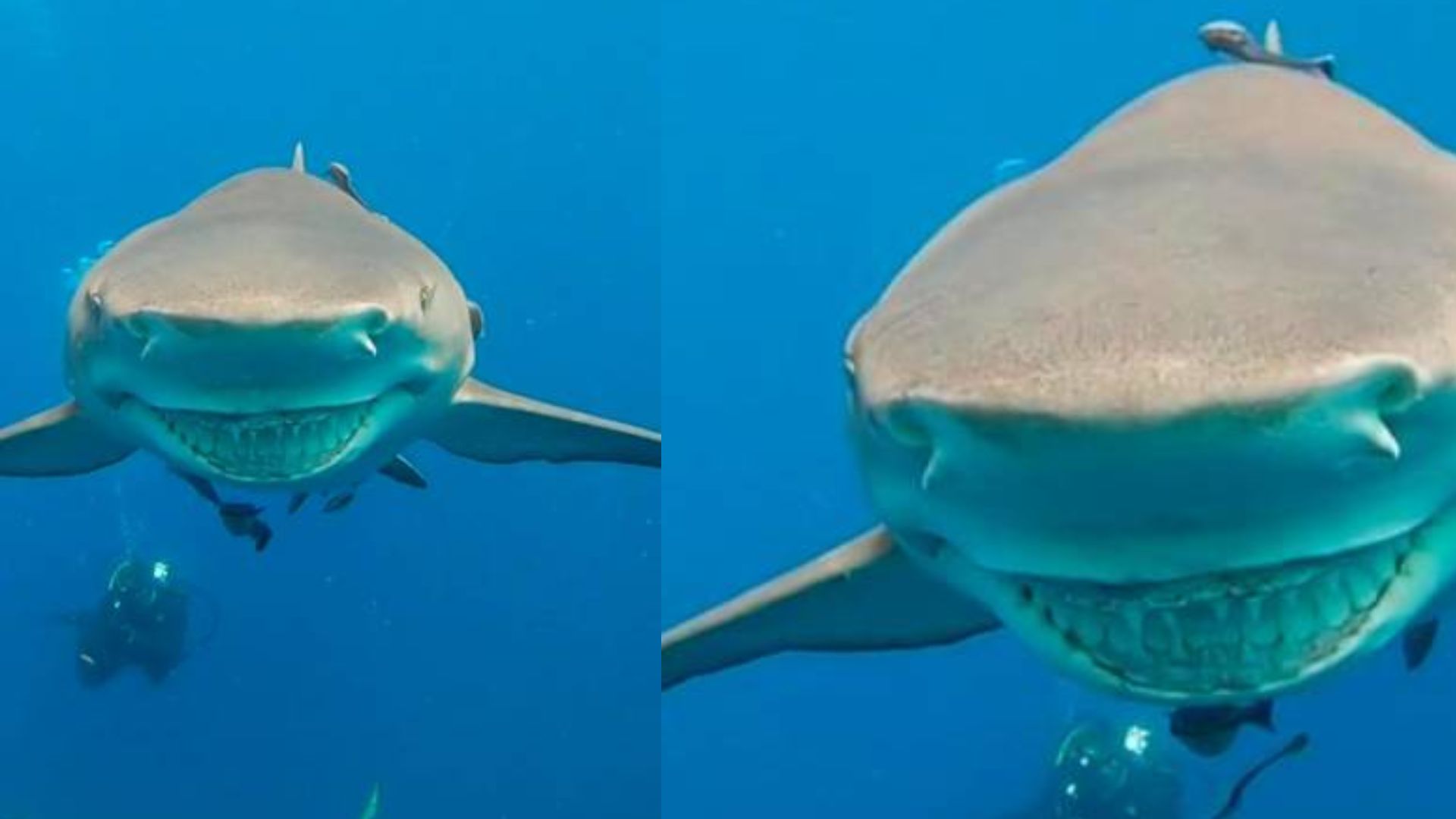 Tiburón le aparece a insstrucora