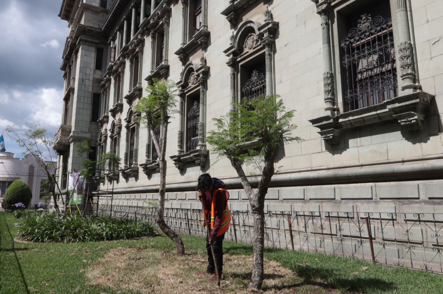 En el Palacio Nacional de la Cultura  se trasplantaron árboles de jacaranda desde el Centro Cultural Miguel Ángel Asturias (Foto Prensa Libre: Carmina Montúfar).