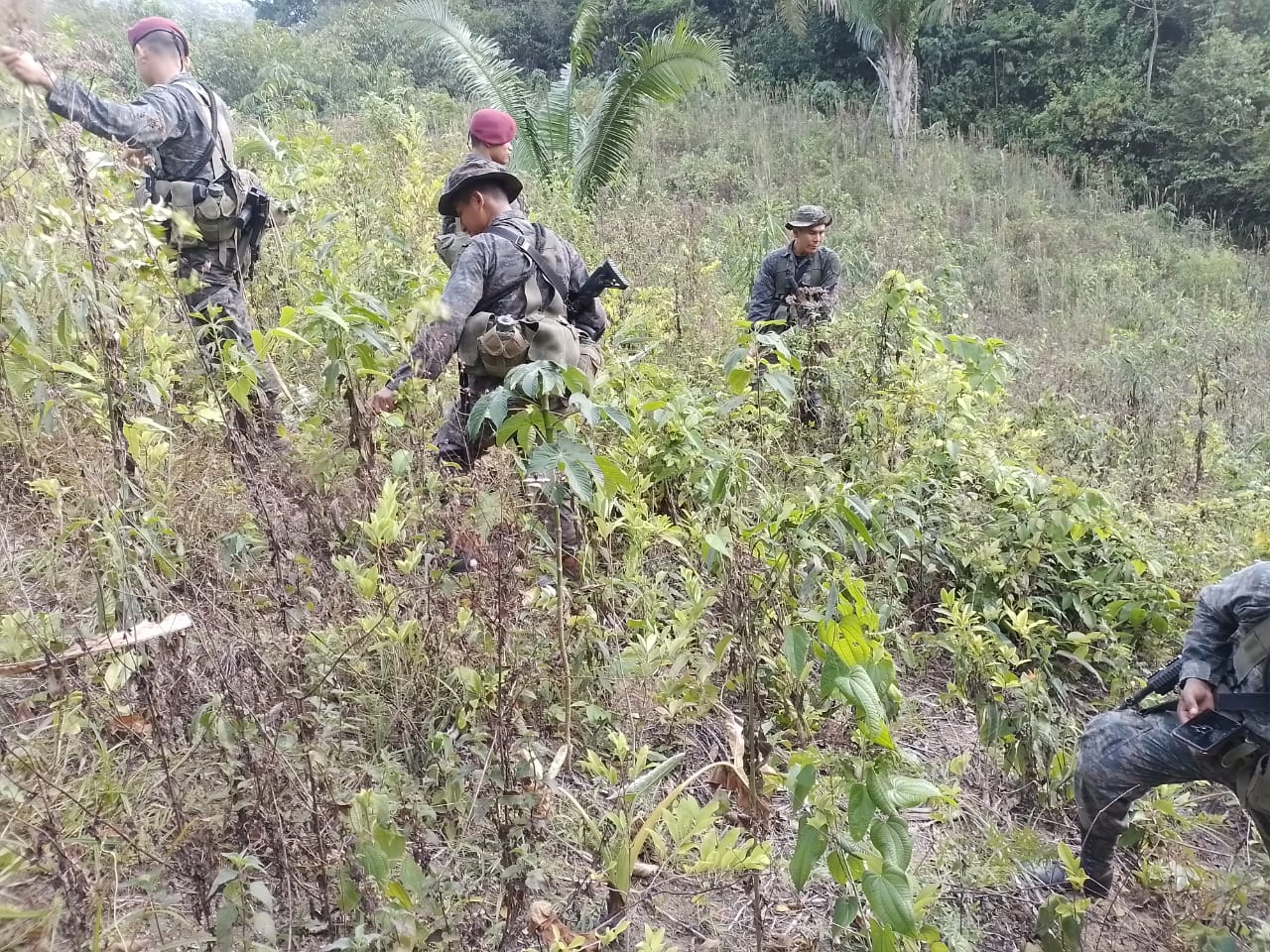 Una de las plantaciones de coca que ubicaron en Lívingston, Izabal. (Foto Prensa Libre: Ejército de Guatemala)
