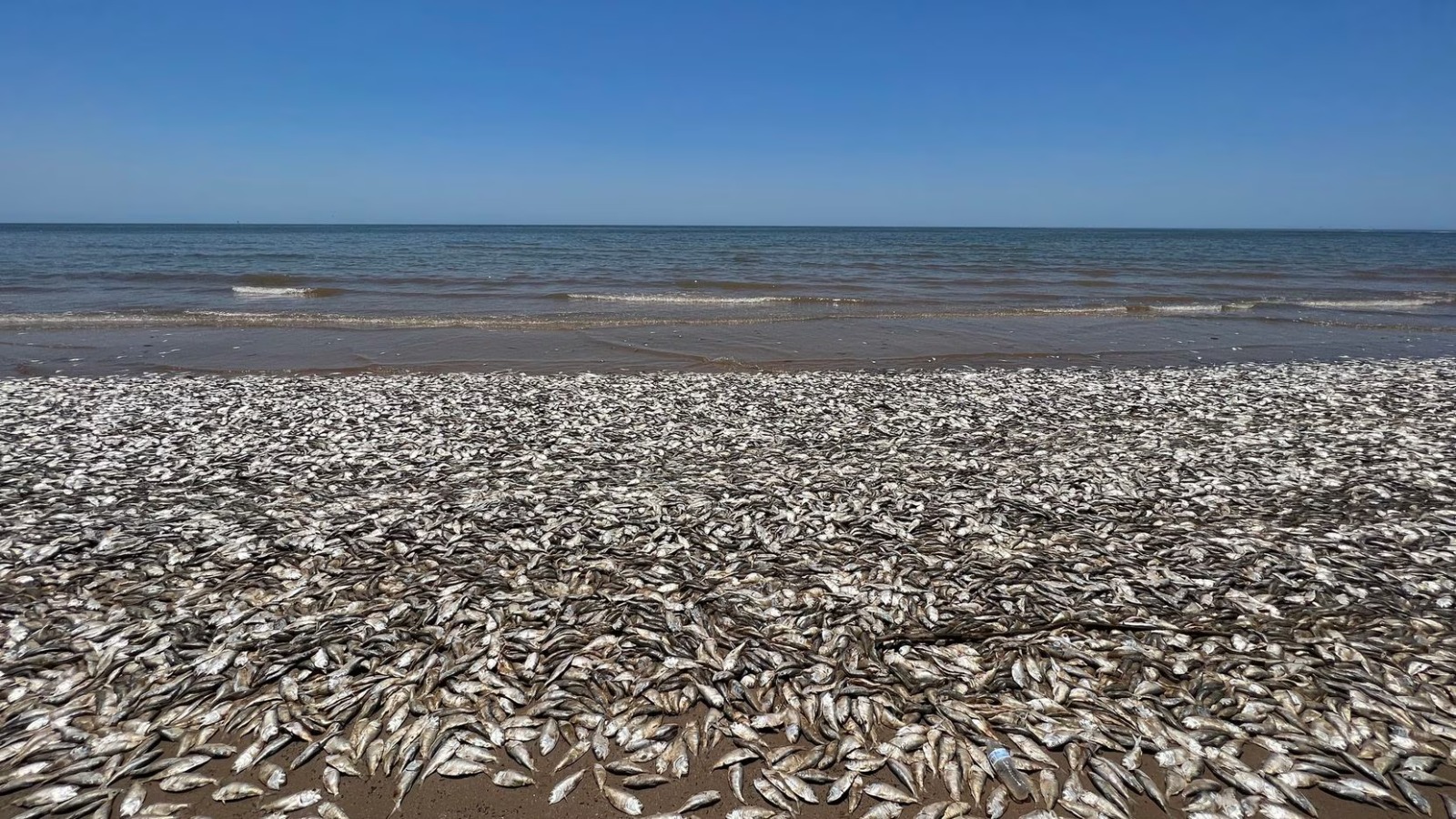 muerte peces playa texas ola de calor