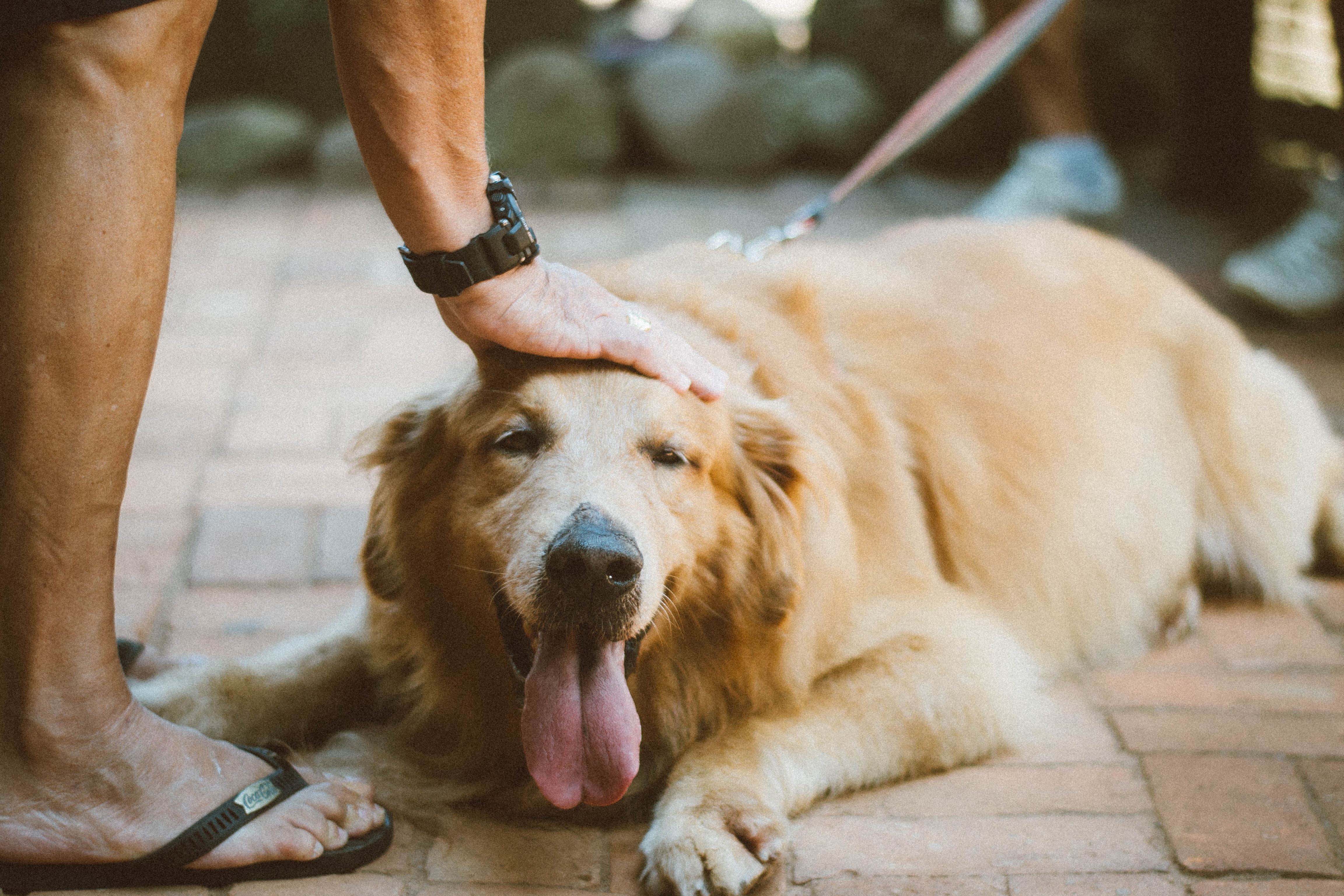 El jadear es uno de los signos que indican que el perro tiene calor y es importante atenderle de inmediato.  (Foto Prensa Libre: Alice Castro/Pexels)