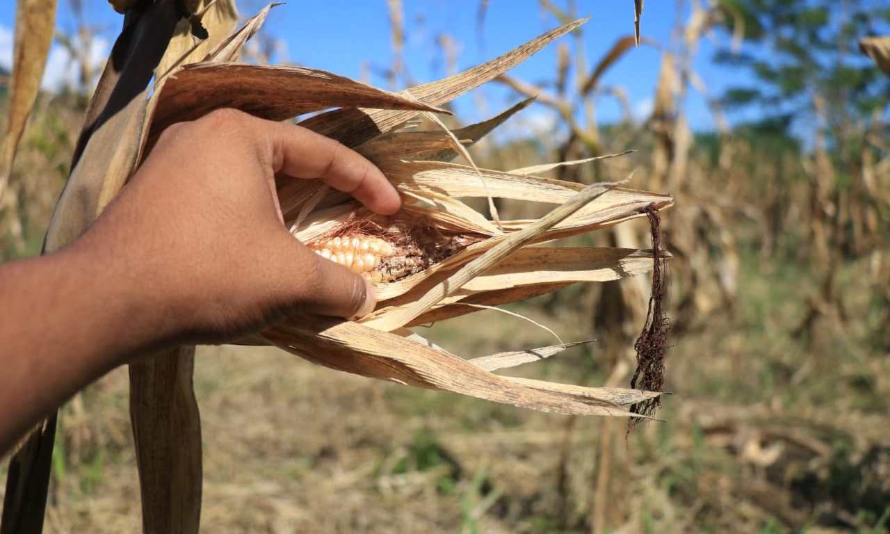 Pérdidas de maíz por la sequía en una región de Guatemala. (Foto Prensa Libre: Dony Stewart)