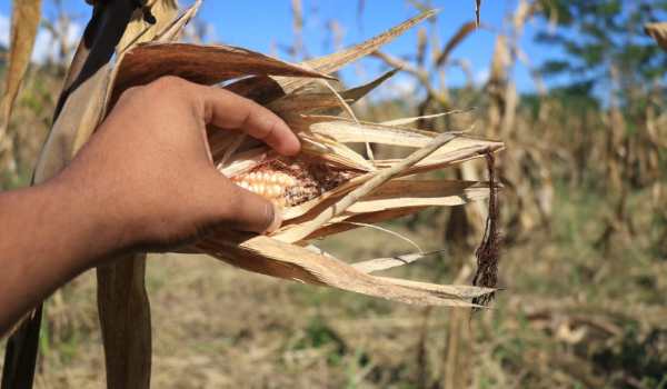 Pérdidas de maíz por la sequía en una región de Guatemala. (Foto Prensa Libre: Dony Stewart)