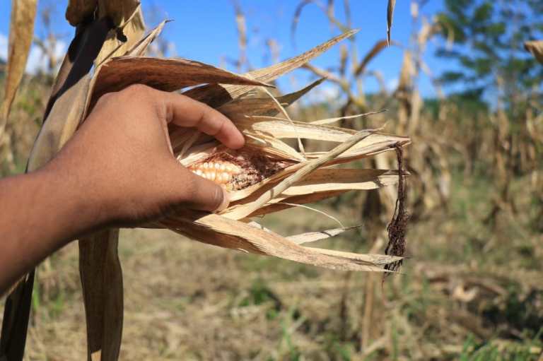 El Niño reducirá lluvias y elevará temperaturas incluso hasta el 2