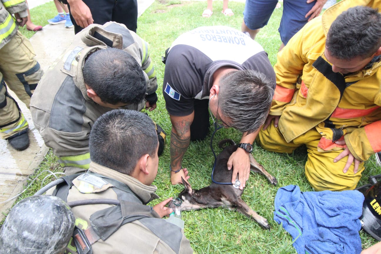 Elementos de los Bomberos Voluntarios reaniman un perro que quedó atrapado en un incendio de una vivienda en la zona 18 de la capital. (Foto Prensa Libre: CVB)