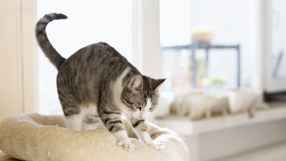 Los gatos mantienen el comportamiento de cachorros hasta la edad adulta. Getty Images