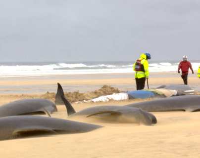 Muere una manada completa de 55 ballenas que vararon en una playa de Escocia