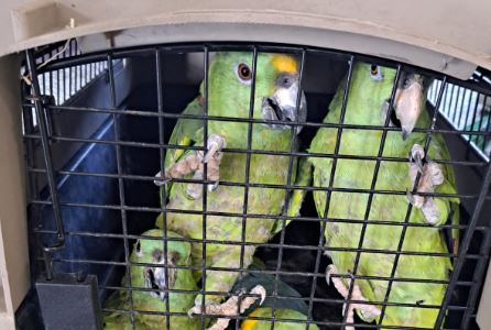 Animales en diligencias