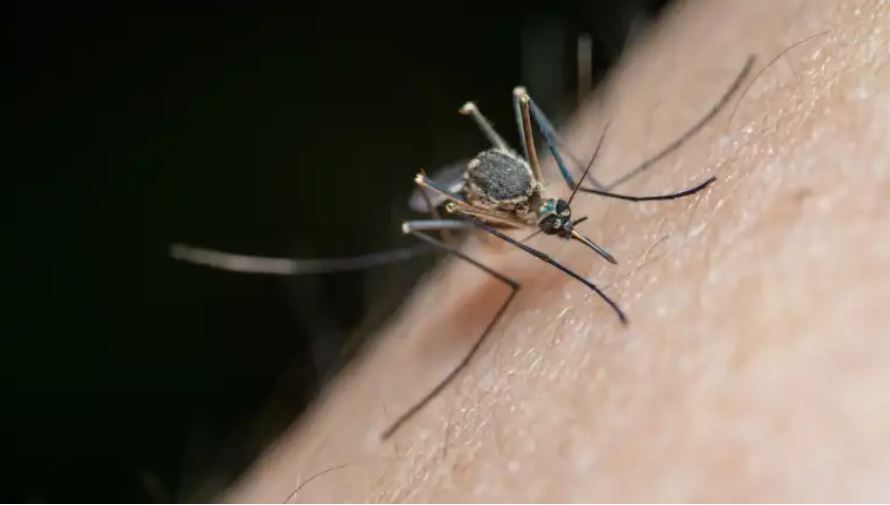 Los mosquitos que transmiten el dengue se reproduce principalmente por la acumulación de agua en recipientes, por lo que se debe vitar la acumulación de agua en casa. (Foto Prensa Libre: Jimmy Chan en pexels.com).

