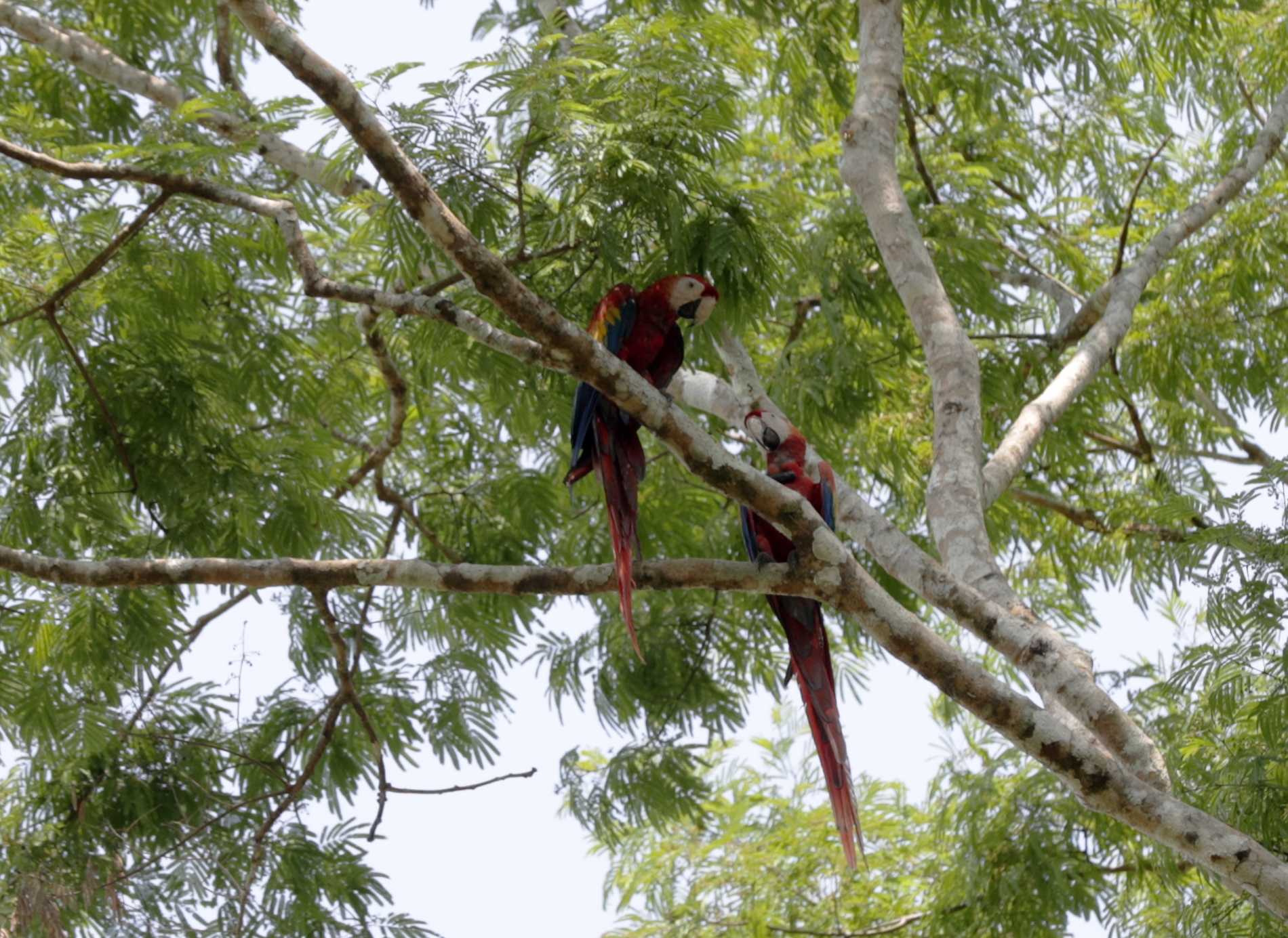 En busca de la preservación de las guacamayas en la reserva de la Biósfera Maya