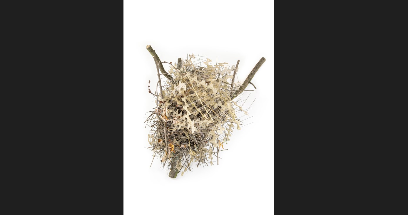 Una fotografía sin fecha proporcionada por Auke-Florian Hiemstra de picos antipájaros. (Auke-Florian Hiemstra via The New York Times)