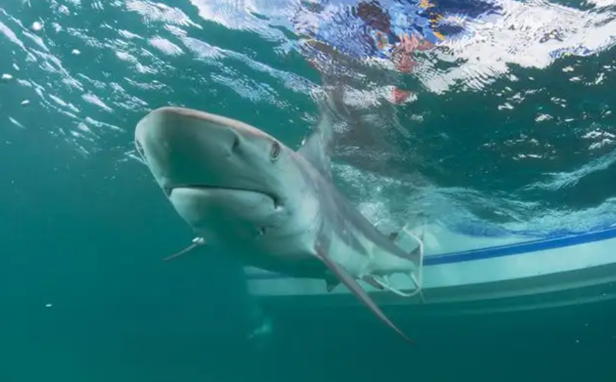 Especies de tiburones. (Foto Prensa Libre: EFE)