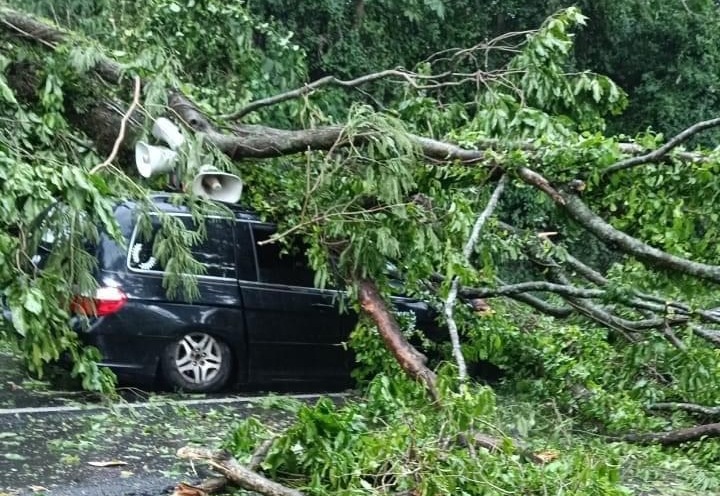En imágenes: Árbol de gran tamaño cayó sobre un carro en la carretera a Pajapita, San Marcos