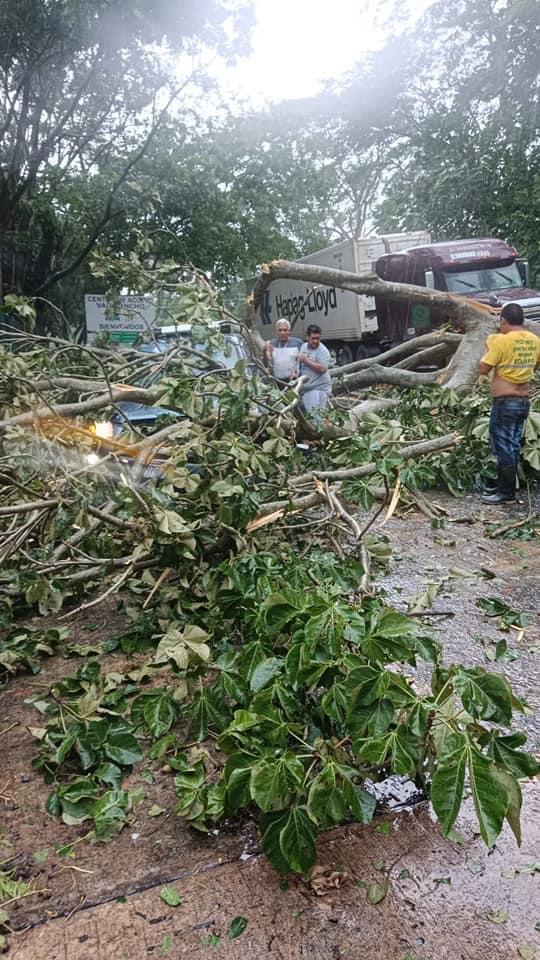 En imágenes: Árbol de gran tamaño cayó sobre un carro en la carretera a Pajapita, San Marcos 