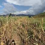 agricultura fenómeno de El Niño