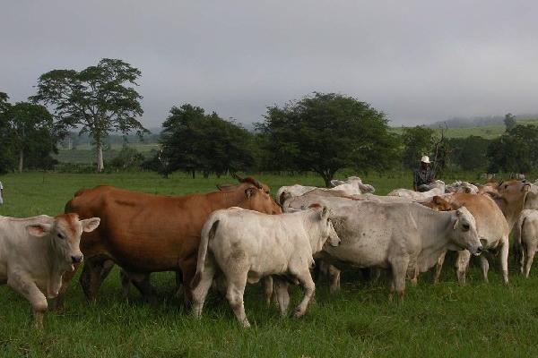 Guatemala fortalecerÃ¡ los controles en fronteras por el surgimiento de casos de gusano barrenador del ganado (GBG) en PanamÃ¡ y Costa Rica. (Foto Prensa Libre: Hemeroteca PL) 