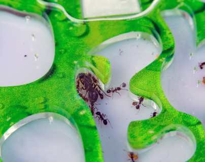 Cómo cuidar un terrario de hormigas en casa