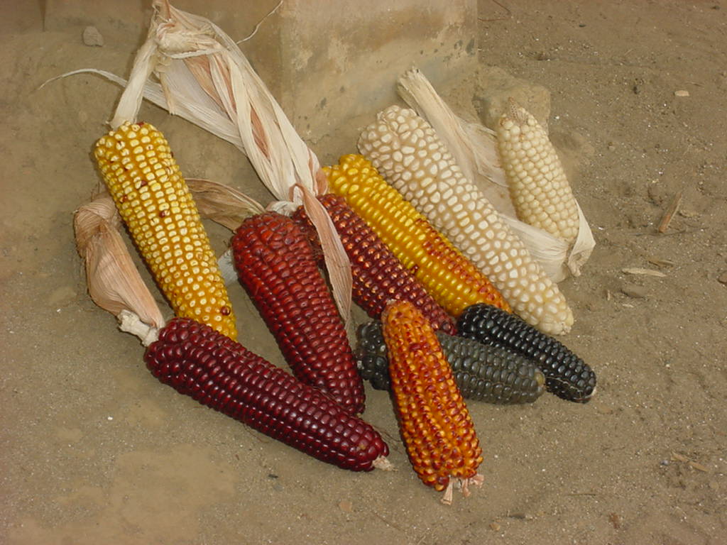 En el Día Nacional del Maíz, es oportuno destacar que el 90% de la producción de maíz corresponde al grano blanco; 7% al  amarillo y 3% a otros colores. Solo un 20% de los agricultores emplea semilla mejorada. (Foto Prensa Libre, cortesía de FAO Guatemala)