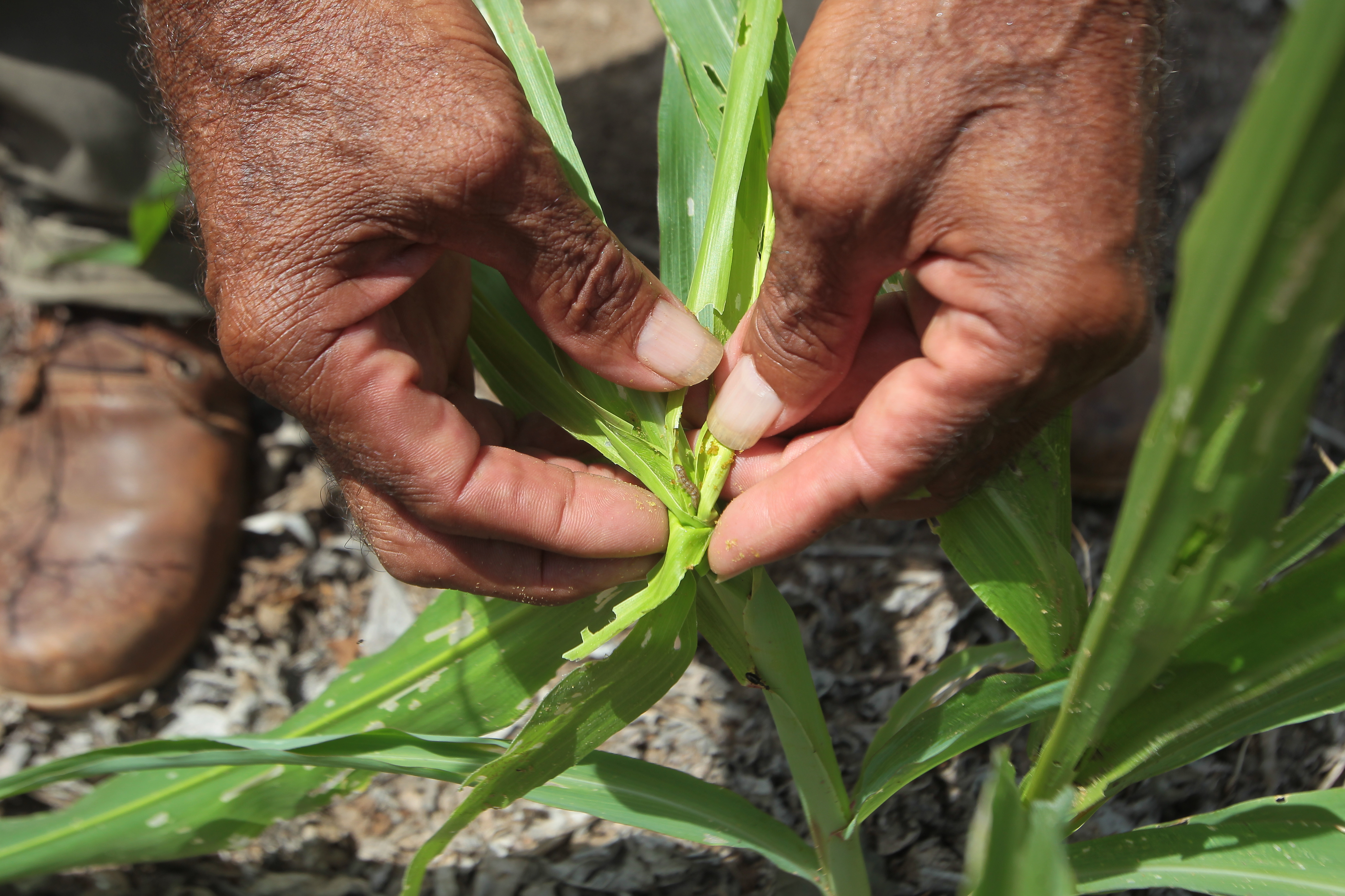 Efectos negativos por el Fenómeno de El Niño