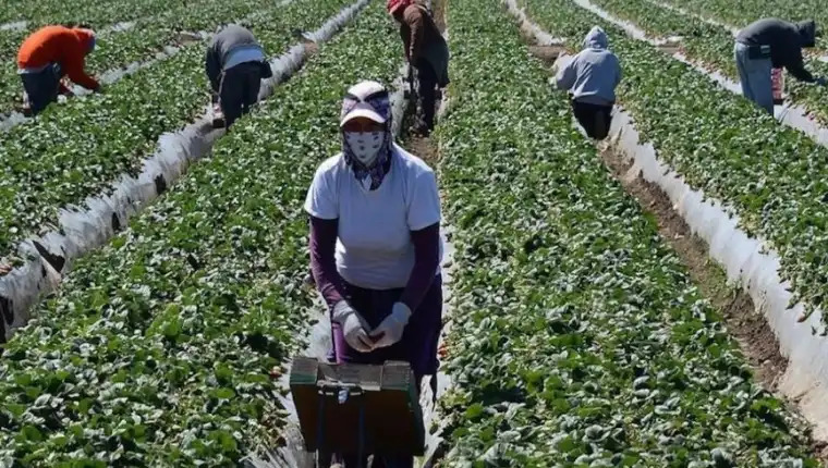 Migrantes trabajando agricultura trabajo temporal