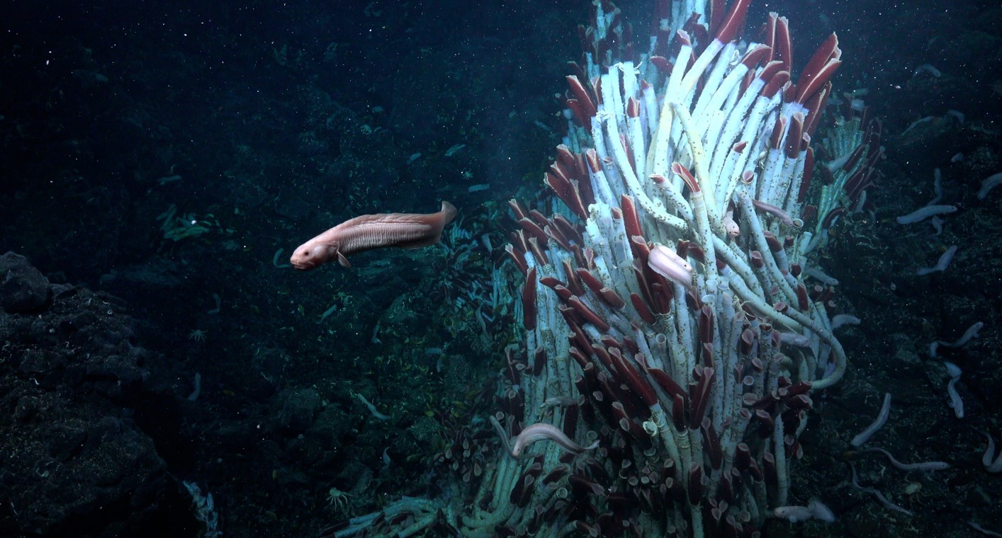 (Foto: Schmidt Ocean Institute via The New York Times)