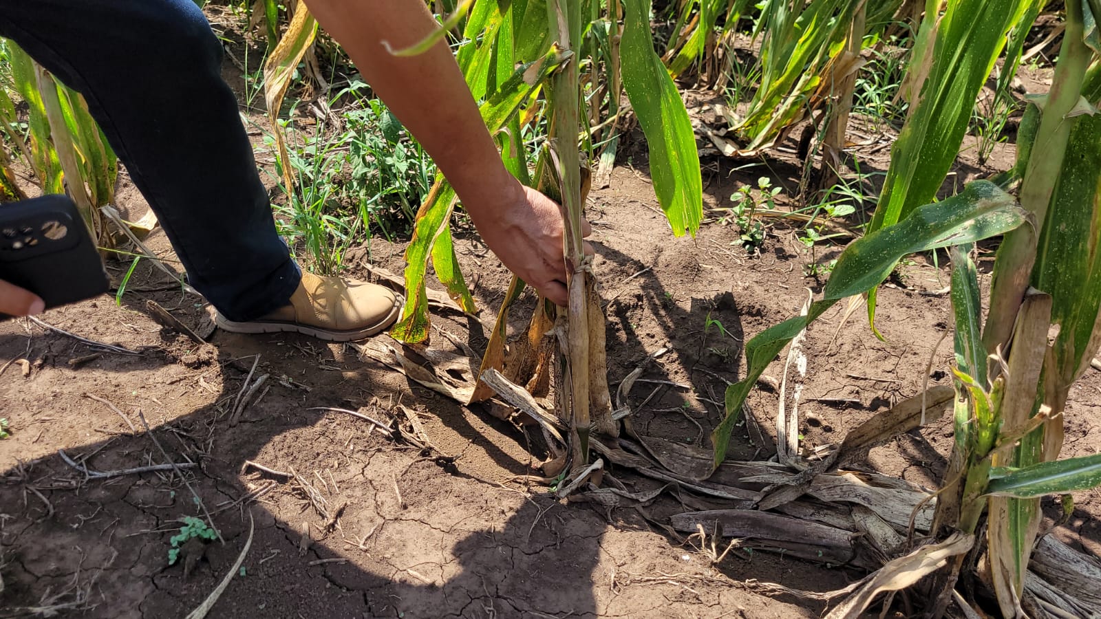En comunidades del litoral del Pacífico de Suchitepéquez han sufrido debido a la sequía. Han perdido sus cultivos de maiz. (Foto Prensa Libre: Marvin Túnchez).