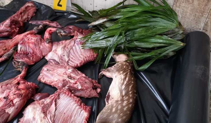 Carne de jabalÃ­, un tepezcuintle, una escopeta, municiones y una motocicleta fueron decomisados en un allanamiento contra la caza ilegal en PetÃ©n. Foto Prensa Libre: MP) 