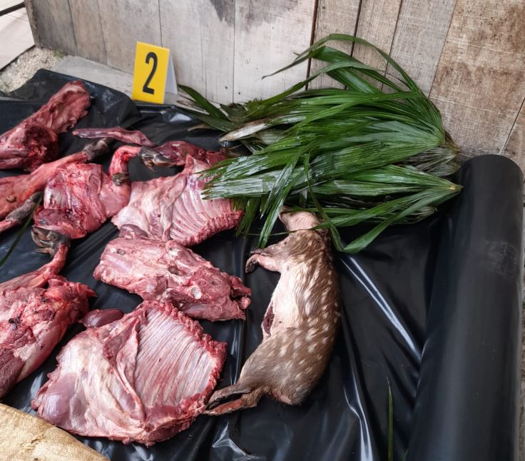 Carne de jabalí, un tepezcuintle, una escopeta, municiones y una motocicleta fueron decomisados en un allanamiento contra la caza ilegal en Petén. Foto Prensa Libre: MP) 