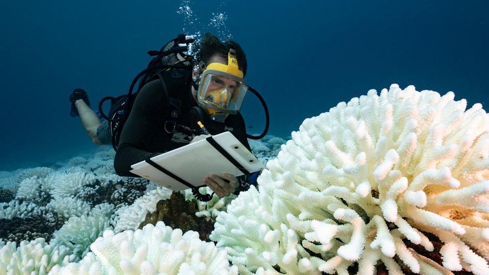 Las olas de calor marino han blanqueado y matado arrecifes coralinos. GETTY IMAGES