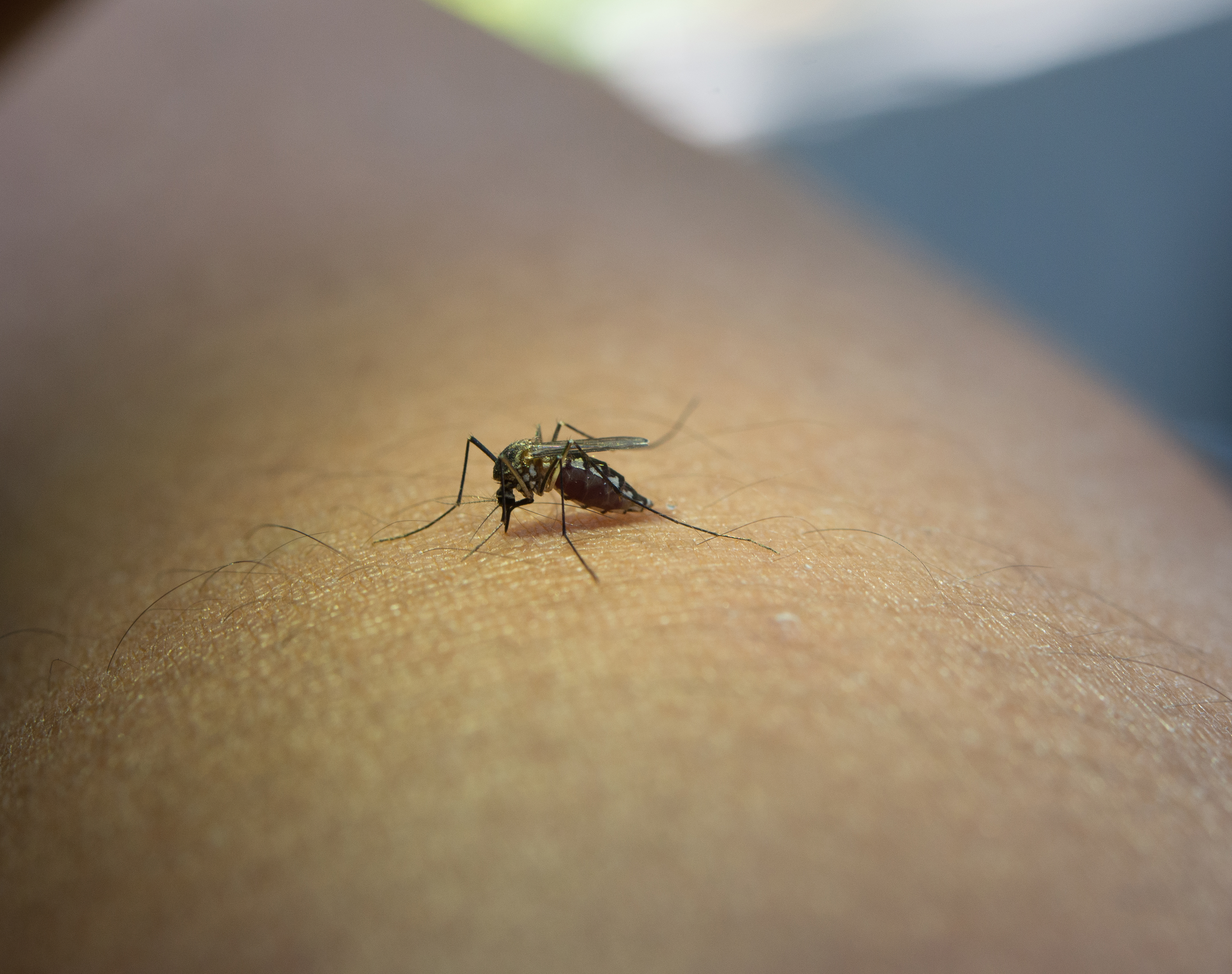 zancudo transmisión de dengue en guatemala