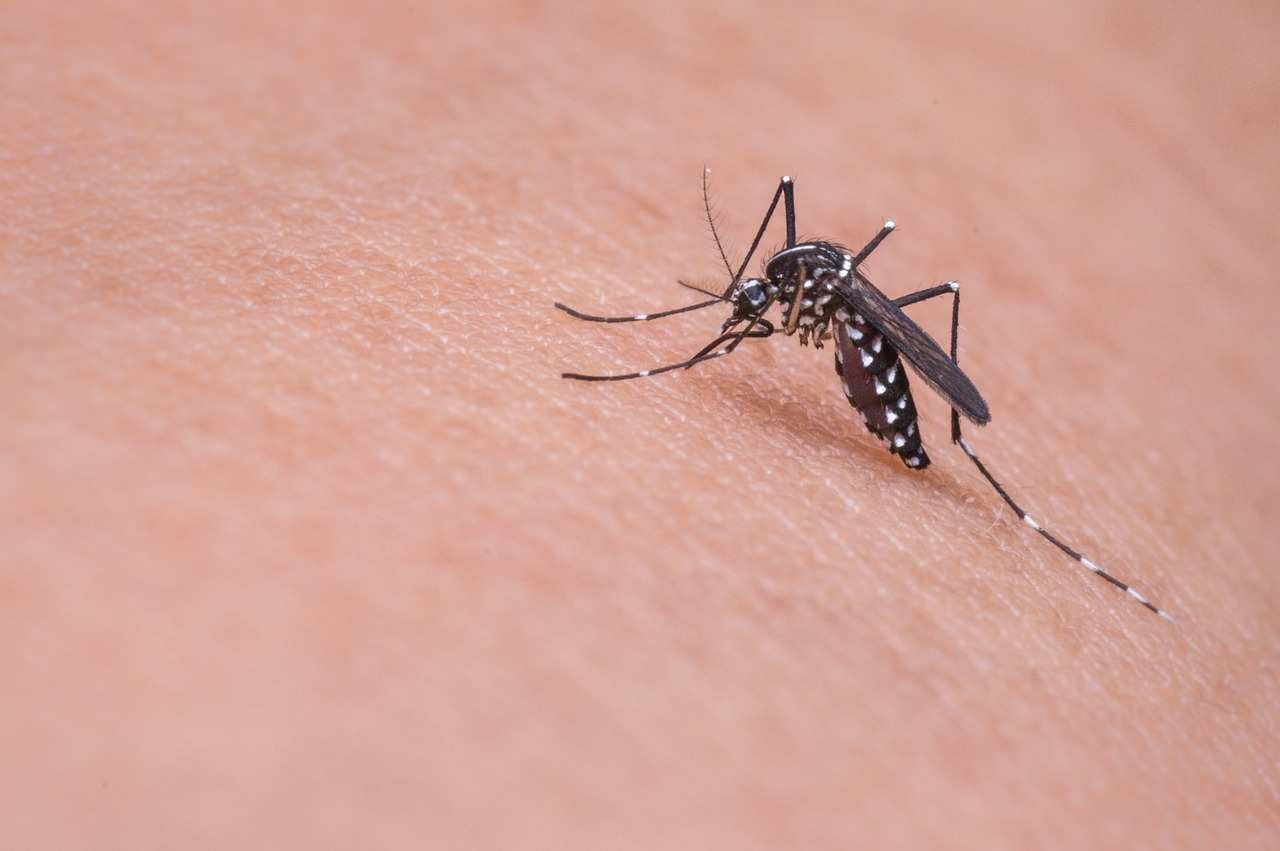 Síntomas de dengue en bebés: Cómo reconocer la enfermedad en niños menores de 3 años