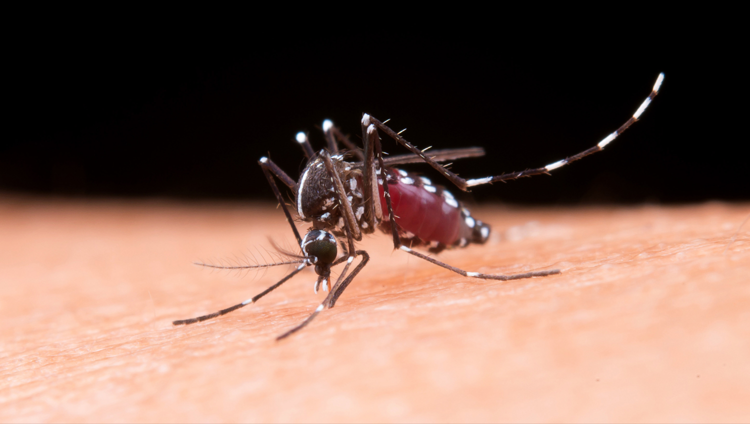 Es la hembra del mosquito Aedes Aegypti el que transmite el dengue.