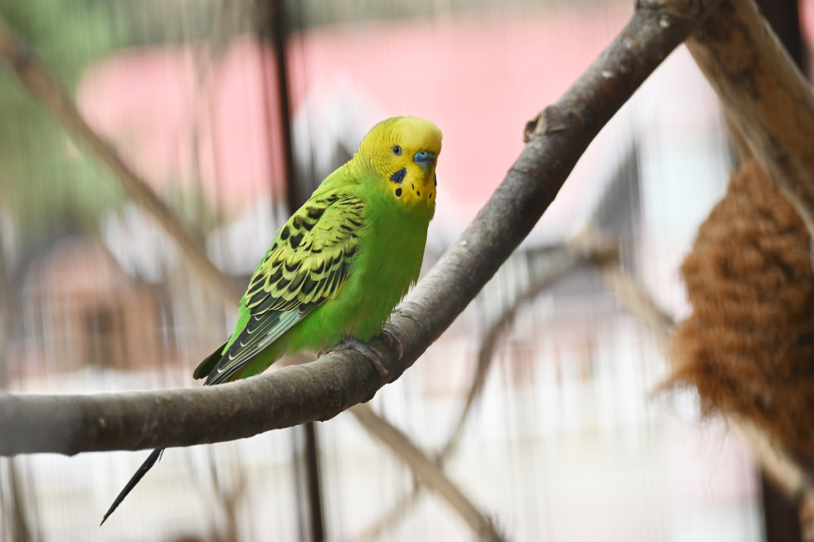 Cuando se tienen  aves como mascotas, hay que proveerles de todo lo necesario, para que su vida sea lo más parecida a su entorno natural. (Foto Prensa Libre, Shutterstock)
