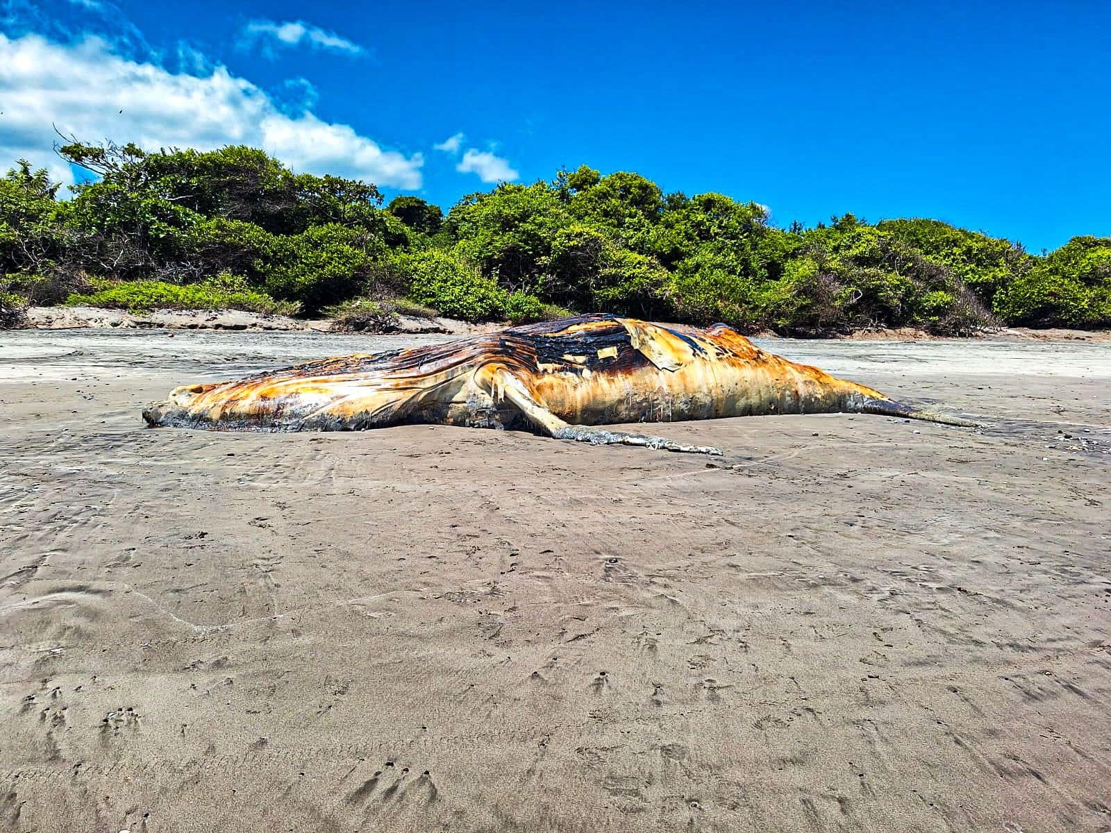 Pobladores de una playa en la costa del océano Pacífico de El Salvador encontraron muerta a una ballena jorobada de 15 metros, según informó el Ministerio de Medio Ambiente del país centroamericano. (Foto Prensa Libre: Ministerio de Ambiente El Salvador).