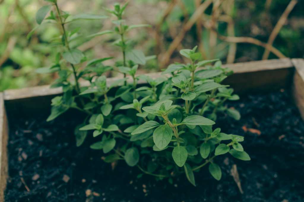 Benefits and effects of oregano 01