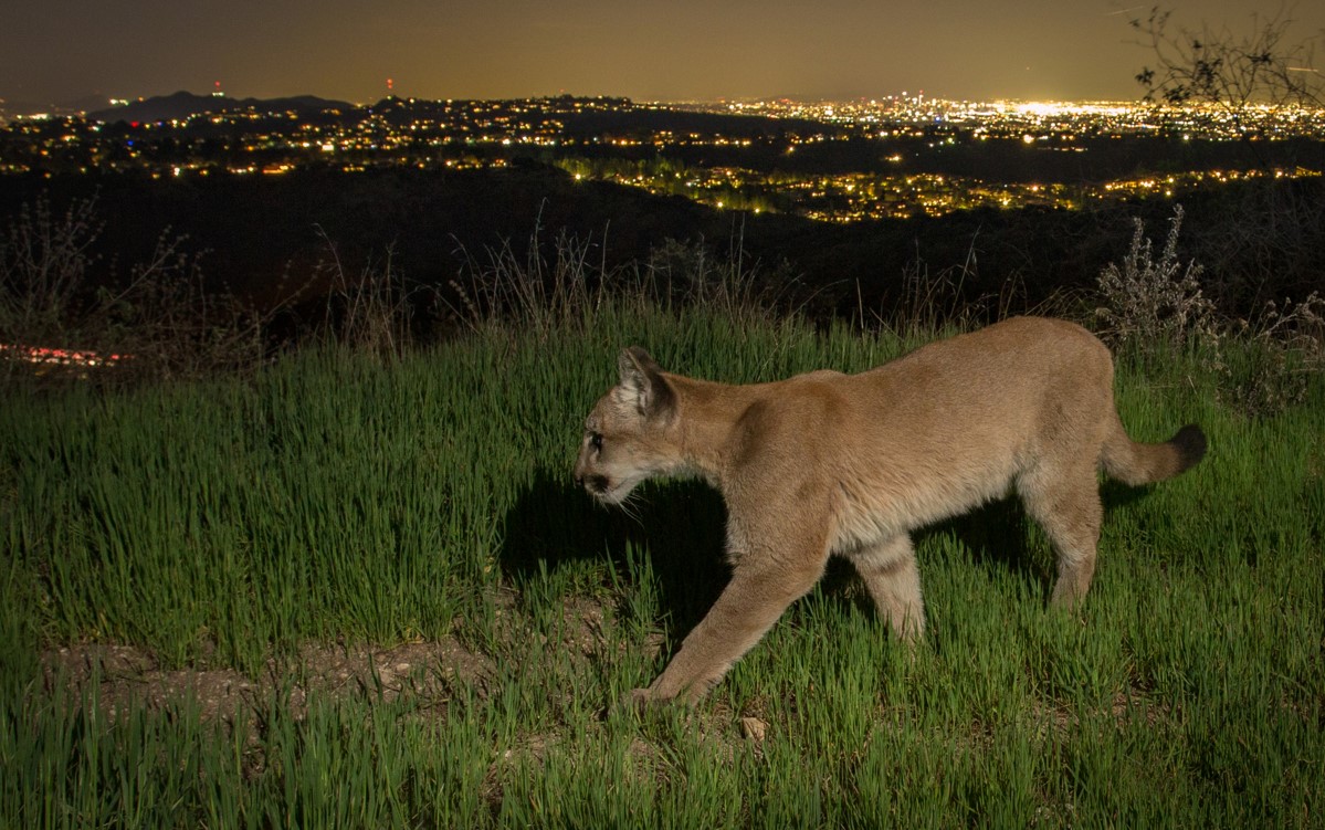 Un puma joven (Puma concolor) , en el Paso Sepúlveda sobre Los Ángeles. (Foto Prensa Libre: Johanna Turner vía The New York Times)