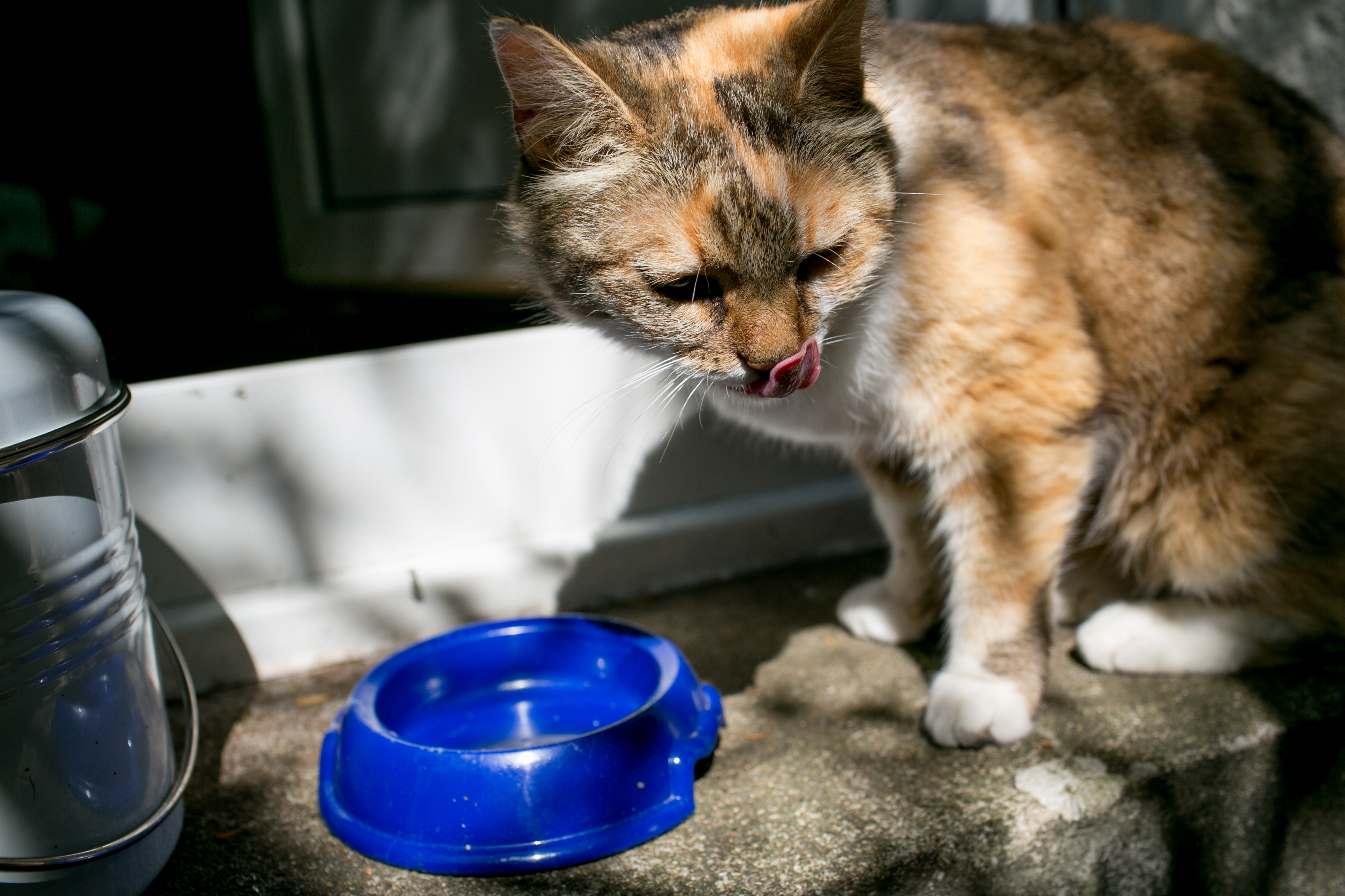 Consejos para animar a los gatos a beber más agua