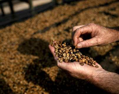 Cómo es el lujoso café brasileño extraído de los excrementos de un pájaro y cuál es su precio