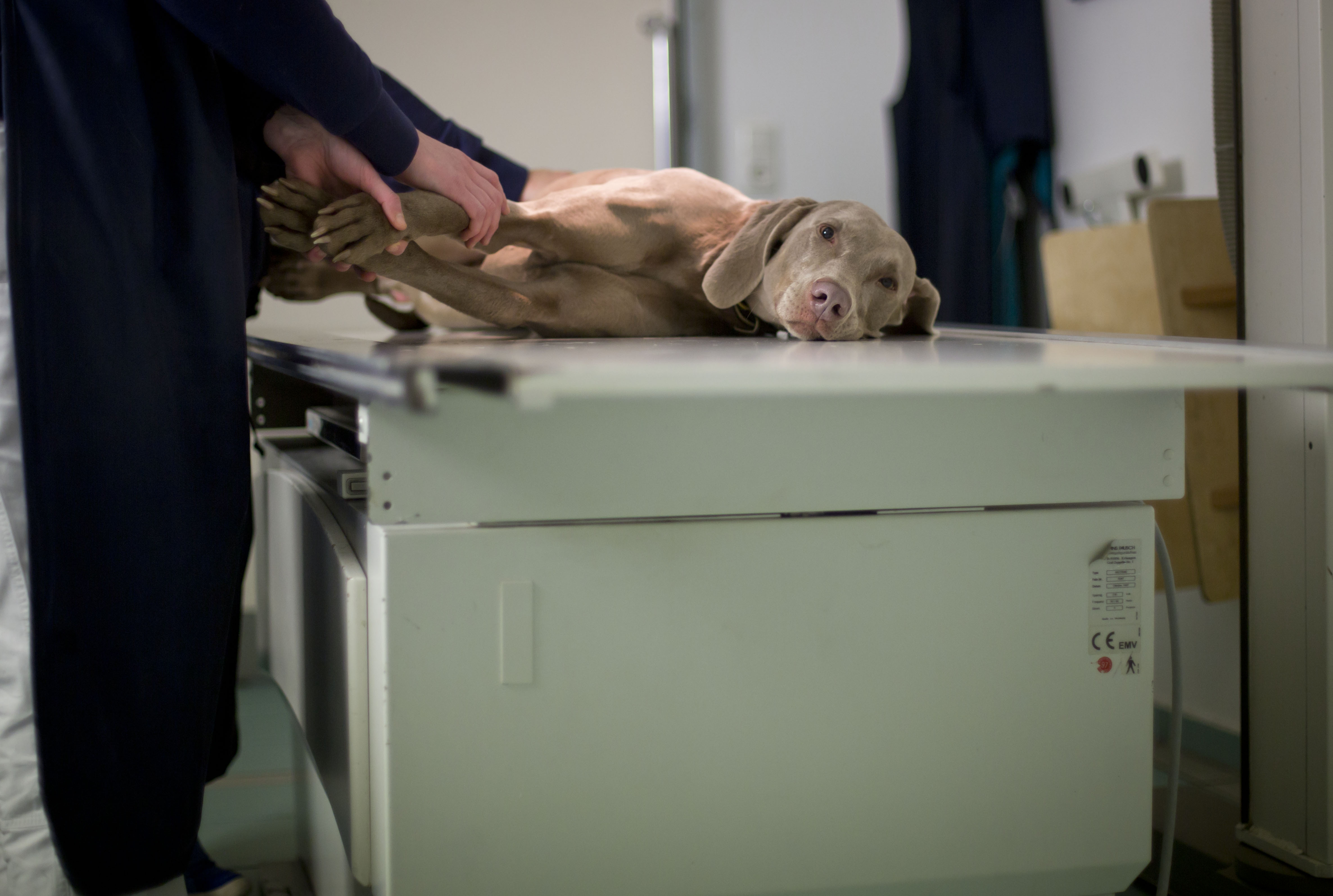 Qué hacer cuando mi perro o gato sufre una fractura