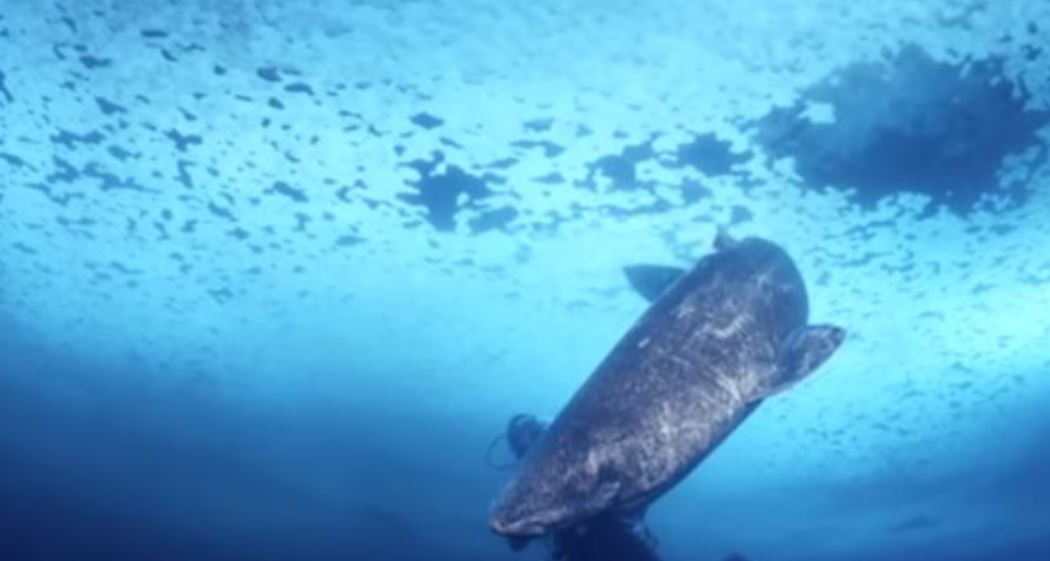 TUBURÓN DE GROENLANDIA