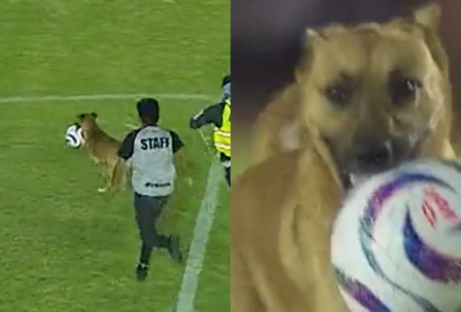 Perro se quedó con el balón