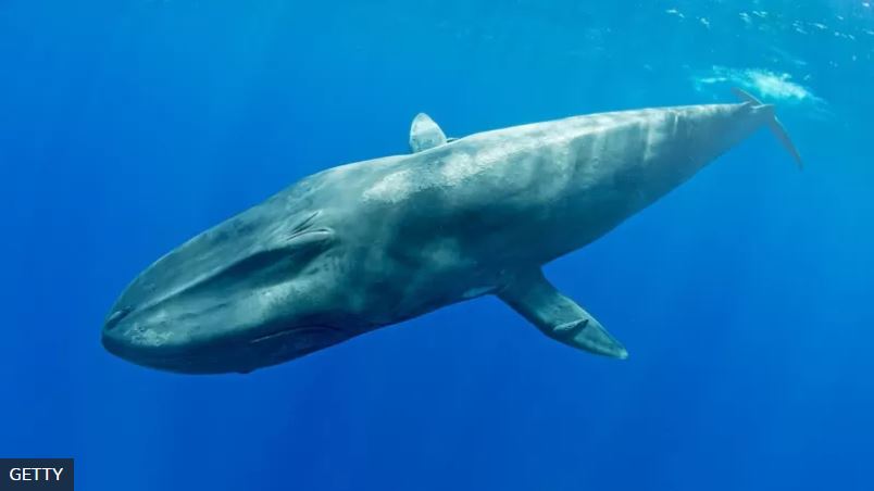 Saber que existe una nueva población de ballenas azules pigmeas es una buena noticia para su conservación.