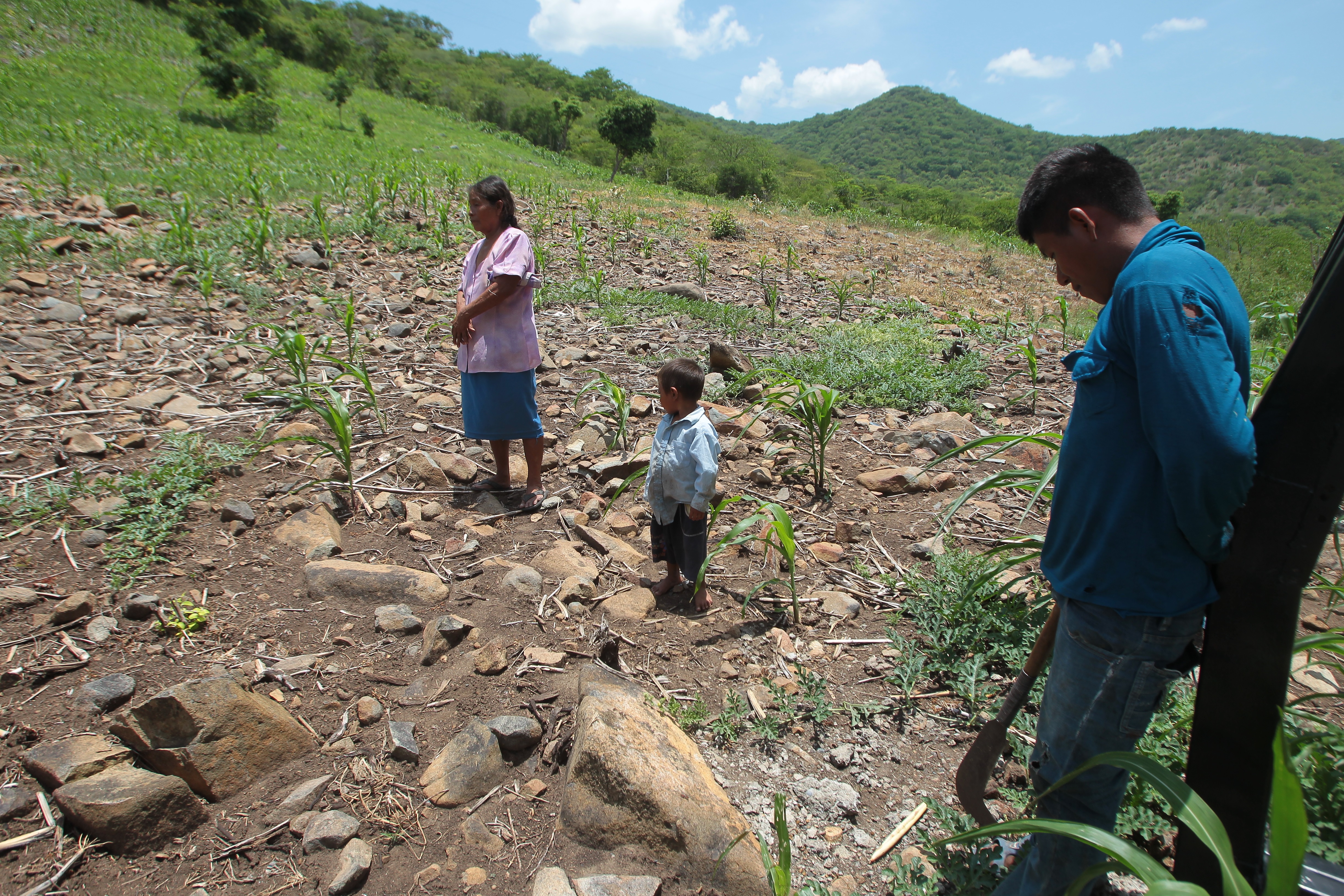 Imagen de referencia. La falta de lluvia impacta en el crecimiento de la milpa, lo cual preocupa a las familias de subsistencia. (Foto Prensa Libre: Hemeroteca PL)