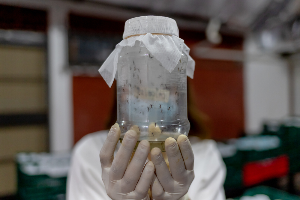La liberación de mosquitos con 
Wolbachia adultos es una de las formas con las MSF trabaja en el barrio El Manchén, en Tegucigalpa, Honduras, para frenar el contagio del Dengue. (Foto Prensa Libre: Cortesía : Martín Cálix, MSF)
