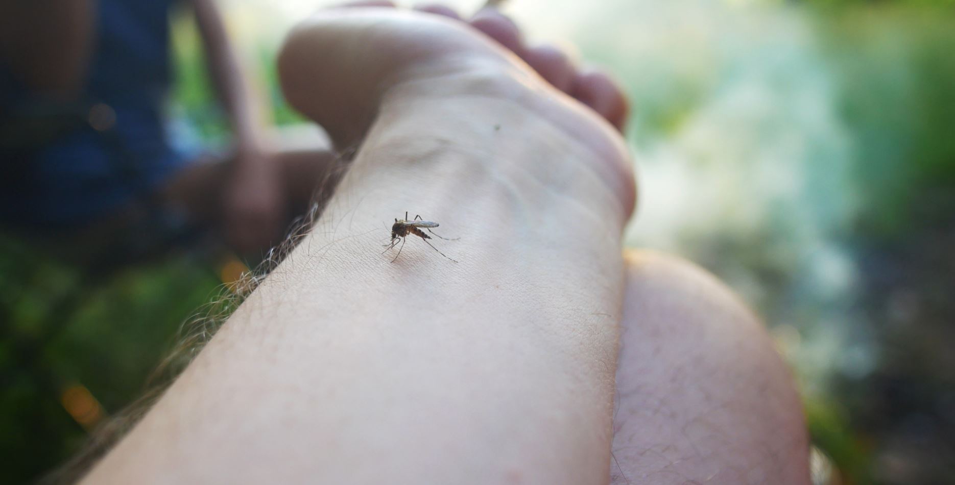 El dengue es transmitido por el mosquito Aedes aegypti. (Foto Prensa Libre: Hemeroteca PL)