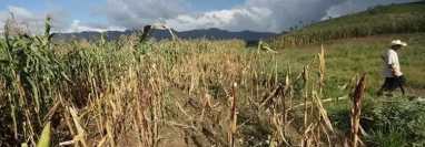 Las disminución de lluvias es uno de los efectos del fenómeno del Niño en nuestra región. (Foto Prensa Libre: Hemeroteca)